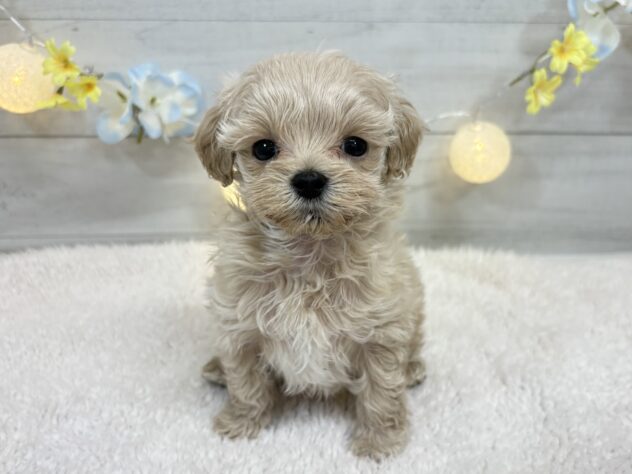 宮城県のハーフ犬・ミックス犬 (アミーゴ仙台富沢店/2025年11月24日生まれ/男の子/クリーム)の子犬