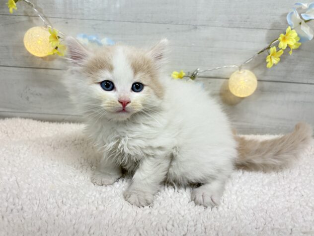 宮城県のサイベリアン (アミーゴ仙台富沢店/2025年11月30日生まれ/男の子/クリームタビーホワイト)の子猫