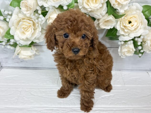 宮城県のトイプードル(トイ) (アミーゴ仙台富沢店/2025年12月3日生まれ/女の子/レッド)の子犬