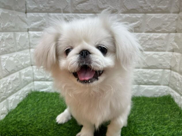 新潟県のペキニーズ (アミーゴ紫竹山店/2025年7月28日生まれ/男の子/ホワイト)の子犬の2枚目の画像