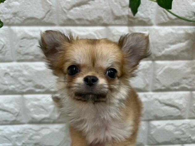 新潟県のチワワ(ロング) (アミーゴ紫竹山店/2025年11月4日生まれ/男の子/レッド)の子犬の3枚目の画像