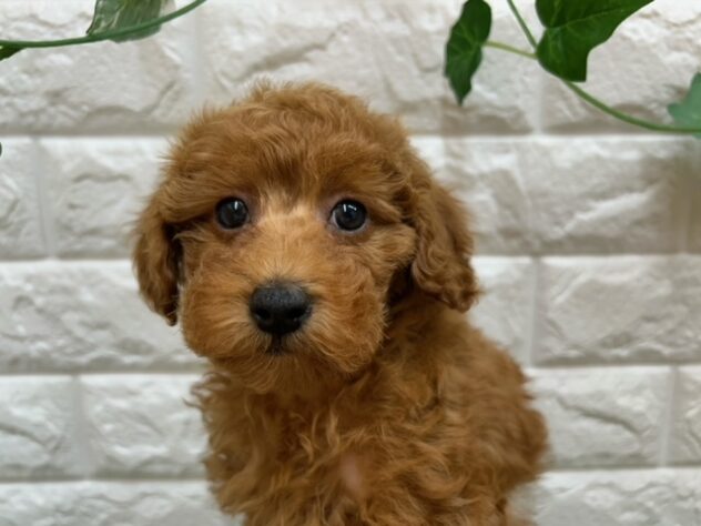 新潟県のトイプードル(トイ) (アミーゴ紫竹山店/2025年11月8日生まれ/女の子/レッド)の子犬の3枚目の画像