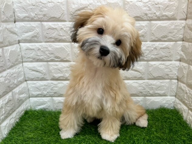 新潟県のハーフ犬・ミックス犬 (アミーゴ紫竹山店/2025年10月27日生まれ/男の子/オレンジ)の子犬の1枚目の画像