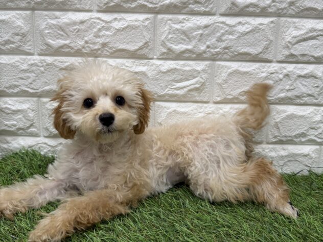 新潟県のトイプードル(トイ) (アミーゴ新潟小新店/2025年11月17日生まれ/男の子/アプリコット)の子犬の1枚目の画像