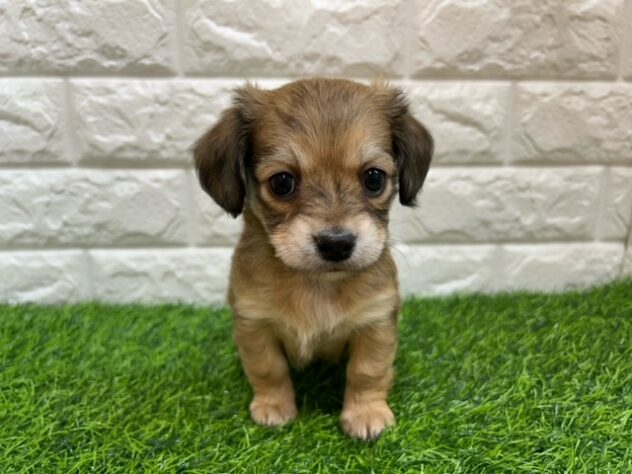 新潟県のハーフ犬・ミックス犬 (アミーゴ紫竹山店/2025年11月13日生まれ/女の子/フォーンセーブル)の子犬の1枚目の画像