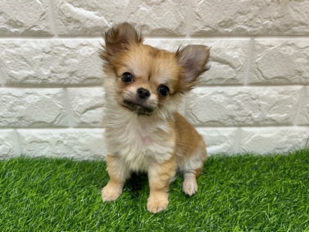 新潟県のチワワ(ロング) (アミーゴ紫竹山店/2025年11月4日生まれ/男の子/レッド)の子犬