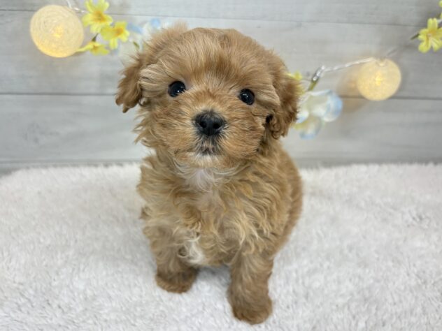 宮城県のハーフ犬・ミックス犬 (アミーゴ仙台富沢店/2025年11月9日生まれ/女の子/クリーム)の子犬