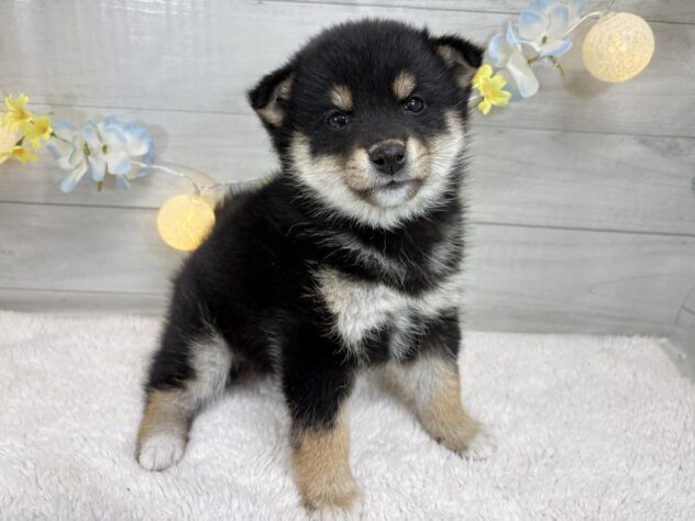 宮城県の柴犬(標準サイズ) (アミーゴ仙台富沢店/2025年11月10日生まれ/女の子/黒)の子犬の3枚目の画像