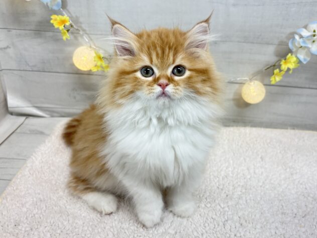 宮城県のスコティッシュフォールド (アミーゴ仙台富沢店/2025年11月13日生まれ/女の子/レッドタビーホワイト)の子猫