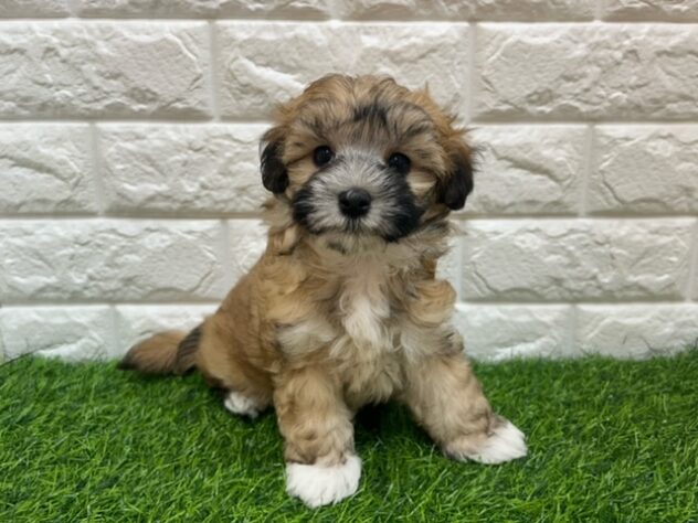 新潟県のハーフ犬・ミックス犬 (アミーゴ紫竹山店/2025年10月27日生まれ/男の子/オレンジ)の子犬の1枚目の画像