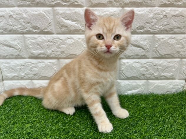 新潟県のスコティッシュフォールド (アミーゴ紫竹山店/2025年10月22日生まれ/男の子/レッドタビー)の子猫