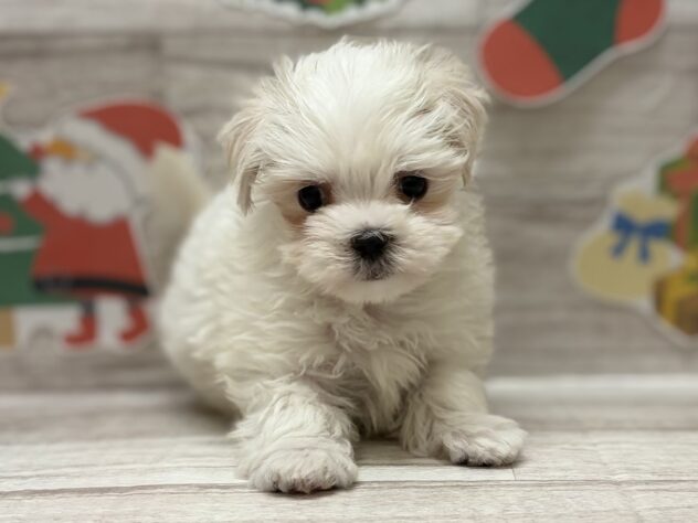 秋田県のマルチーズ (アミーゴ横手店/2025年10月16日生まれ/男の子/ホワイト)の子犬