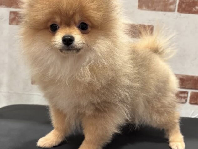 兵庫県のポメラニアン (アミーゴ伊丹店/2025年12月4日生まれ/男の子/ウルフセーブル)の子犬の4枚目の画像