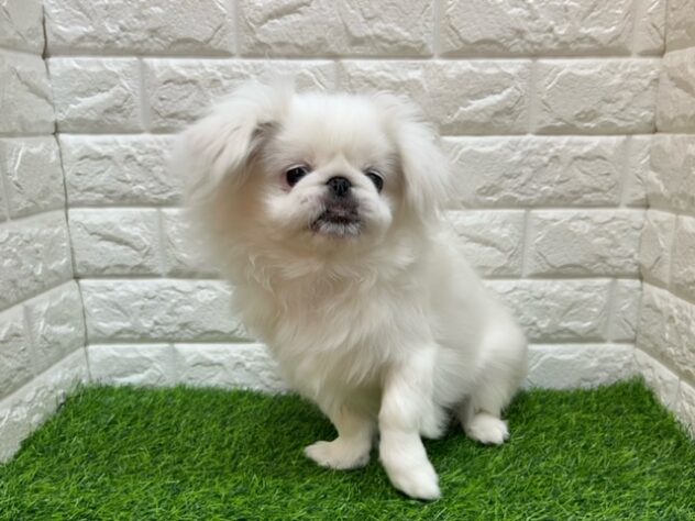 新潟県のペキニーズ (アミーゴ紫竹山店/2025年7月28日生まれ/男の子/ホワイト)の子犬の1枚目の画像