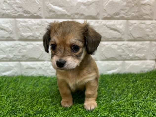 新潟県のハーフ犬・ミックス犬 (アミーゴ紫竹山店/2025年11月13日生まれ/女の子/フォーンセーブル)の子犬の2枚目の画像