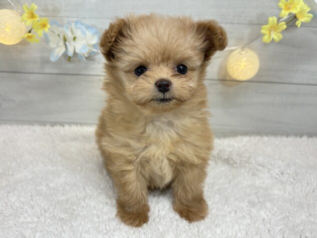 宮城県のハーフ犬・ミックス犬 (アミーゴ仙台富沢店/2025年11月10日生まれ/女の子/アプリコット)の子犬の1枚目の画像