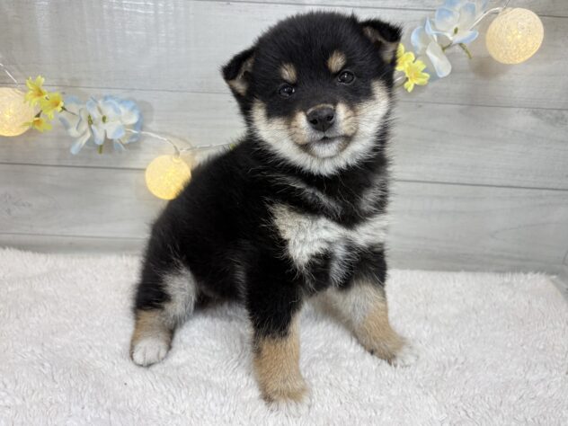 宮城県の柴犬(標準サイズ) (アミーゴ仙台富沢店/2025年11月10日生まれ/女の子/黒)の子犬の1枚目の画像