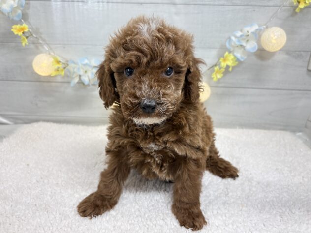 宮城県のトイプードル(トイ) (アミーゴ仙台富沢店/2025年12月3日生まれ/男の子/レッドホワイト)の子犬