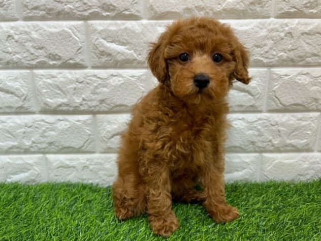 新潟県のトイプードル(トイ) (アミーゴ紫竹山店/2025年11月8日生まれ/女の子/レッド)の子犬の2枚目の画像