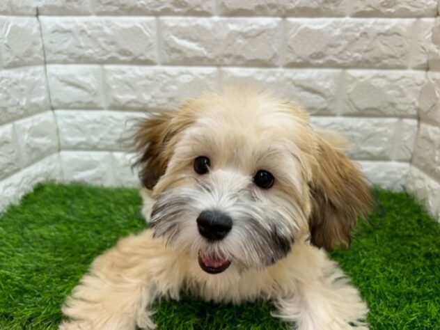 新潟県のハーフ犬・ミックス犬 (アミーゴ紫竹山店/2025年10月27日生まれ/男の子/オレンジ)の子犬の2枚目の画像