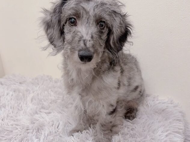 茨城県のハーフ犬・ミックス犬 (アミーゴ神栖店/2025年9月10日生まれ/男の子/シルバーダップル)の子犬の1枚目の画像