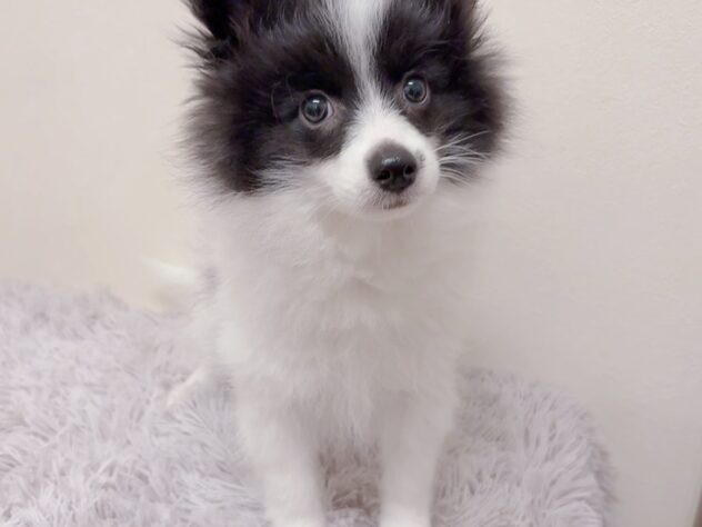 茨城県のハーフ犬・ミックス犬 (アミーゴ神栖店/2025年9月19日生まれ/女の子/ブラックホワイト)の子犬の3枚目の画像