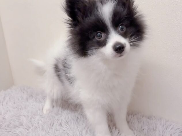 茨城県のハーフ犬・ミックス犬 (アミーゴ神栖店/2025年9月19日生まれ/女の子/ブラックホワイト)の子犬の1枚目の画像