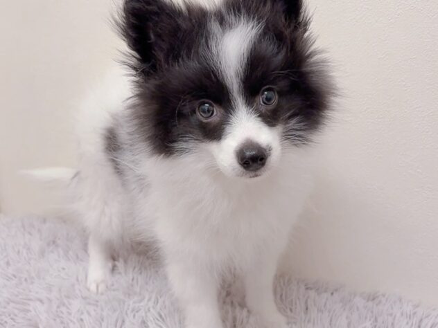 茨城県のハーフ犬・ミックス犬 (アミーゴ神栖店/2025年9月19日生まれ/女の子/ブラックホワイト)の子犬の2枚目の画像