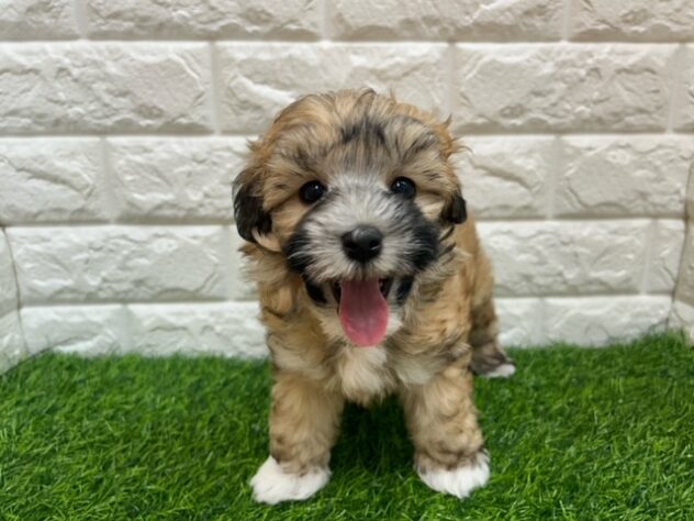 新潟県のハーフ犬・ミックス犬 (アミーゴ紫竹山店/2025年10月27日生まれ/男の子/オレンジ)の子犬の2枚目の画像