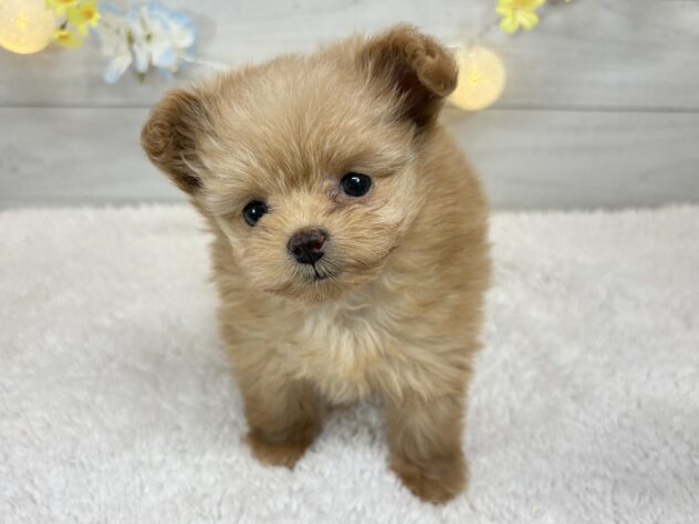 宮城県のハーフ犬・ミックス犬 (アミーゴ仙台富沢店/2025年11月10日生まれ/女の子/アプリコット)の子犬の2枚目の画像