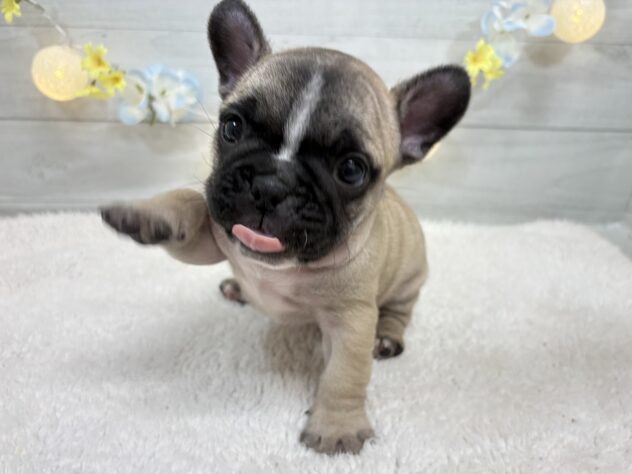 宮城県のフレンチブルドッグ (アミーゴ仙台富沢店/2025年11月25日生まれ/男の子/フォーン)の子犬の2枚目の画像