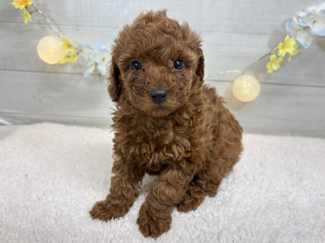 宮城県のトイプードル(トイ) (アミーゴ仙台富沢店/2025年12月3日生まれ/女の子/レッド)の子犬