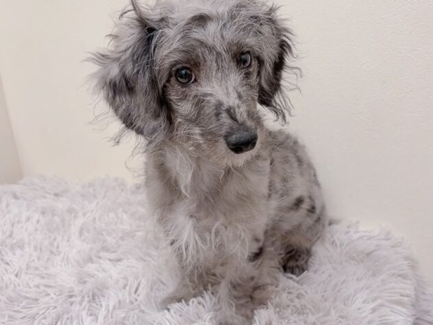 茨城県のハーフ犬・ミックス犬 (アミーゴ神栖店/2025年9月10日生まれ/男の子/シルバーダップル)の子犬の2枚目の画像