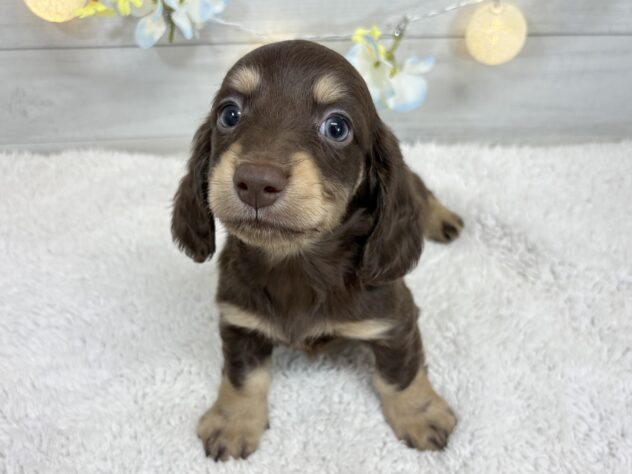 宮城県のミニチュアダックスフンド(ロング) (アミーゴ仙台富沢店/2025年11月20日生まれ/男の子/チョコレートタン)の子犬