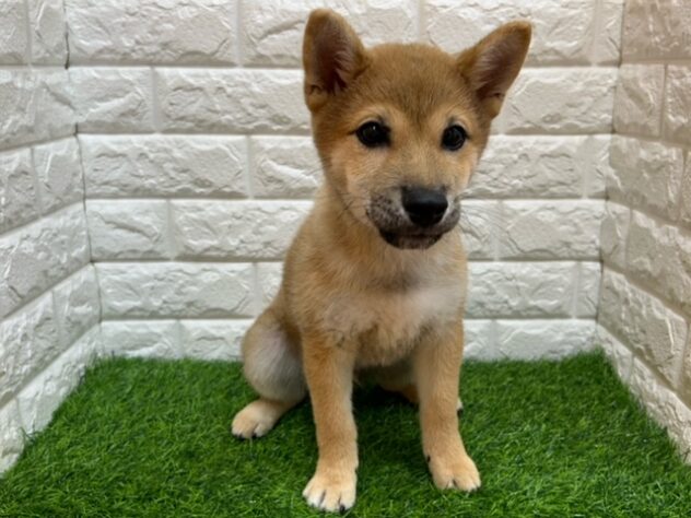 新潟県の柴犬(標準サイズ) (アミーゴ紫竹山店/2025年9月29日生まれ/男の子/赤)の子犬の1枚目の画像