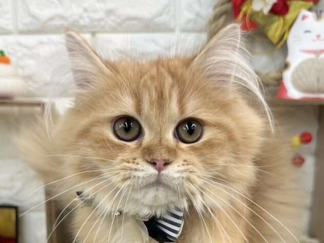 兵庫県のサイベリアン (ワンキャラット アミーゴ姫路花田店/2025年9月1日生まれ/女の子/レッドタビー)の子猫の1枚目の画像