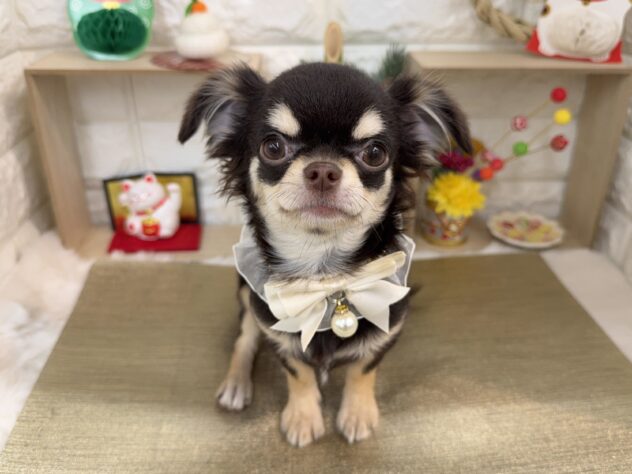 兵庫県のチワワ(ロング) (ワンキャラット アミーゴ姫路花田店/2025年7月10日生まれ/女の子/チョコレートクリーム)の子犬の2枚目の画像