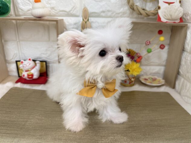 兵庫県のハーフ犬・ミックス犬 (ワンキャラット アミーゴ姫路花田店/2025年9月19日生まれ/男の子/ホワイト)の子犬の3枚目の画像