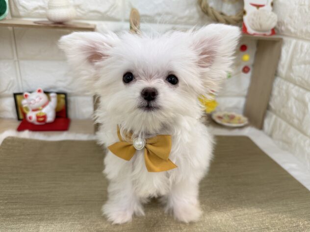 兵庫県のハーフ犬・ミックス犬 (ワンキャラット アミーゴ姫路花田店/2025年9月19日生まれ/男の子/ホワイト)の子犬の2枚目の画像