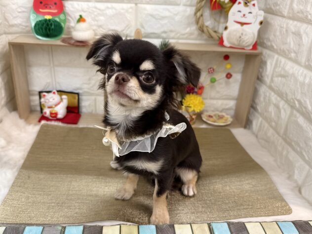 兵庫県のチワワ(ロング) (ワンキャラット アミーゴ姫路花田店/2025年7月10日生まれ/女の子/チョコレートクリーム)の子犬の4枚目の画像