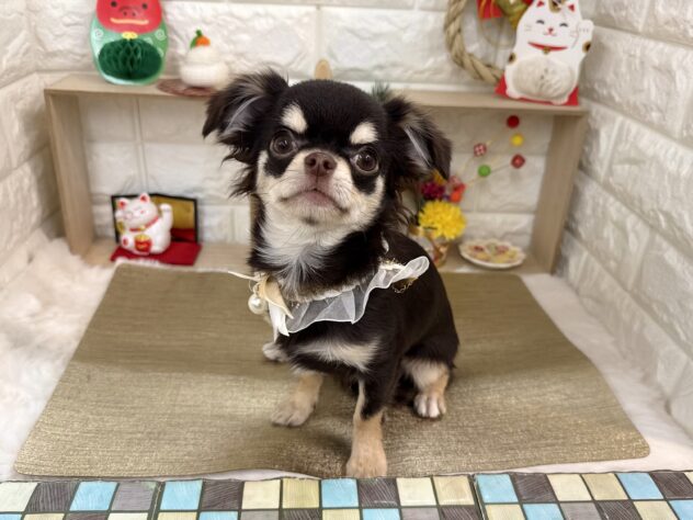 兵庫県のチワワ(ロング) (ワンキャラット アミーゴ姫路花田店/2025年7月10日生まれ/女の子/チョコレートクリーム)の子犬の3枚目の画像