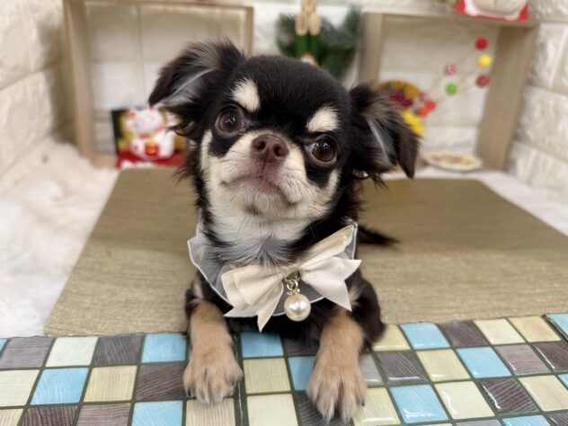 兵庫県のチワワ(ロング) (ワンキャラット アミーゴ姫路花田店/2025年7月10日生まれ/女の子/チョコレートクリーム)の子犬の1枚目の画像