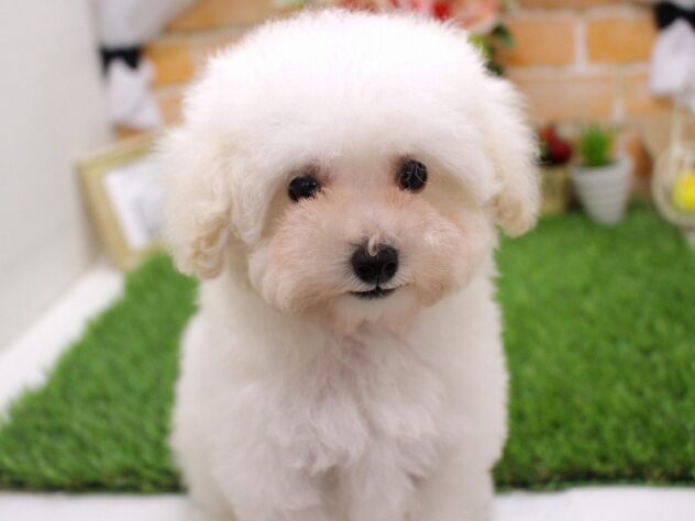 兵庫県のトイプードル(トイ) (ペット・プラザ アミーゴ加古川店/2025年9月5日生まれ/女の子/ホワイト)の子犬の2枚目の画像