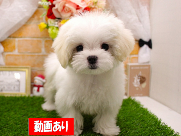 兵庫県のマルチーズ (ペット・プラザ アミーゴ三田店/2025年10月20日生まれ/女の子/ホワイト)の子犬の1枚目の画像