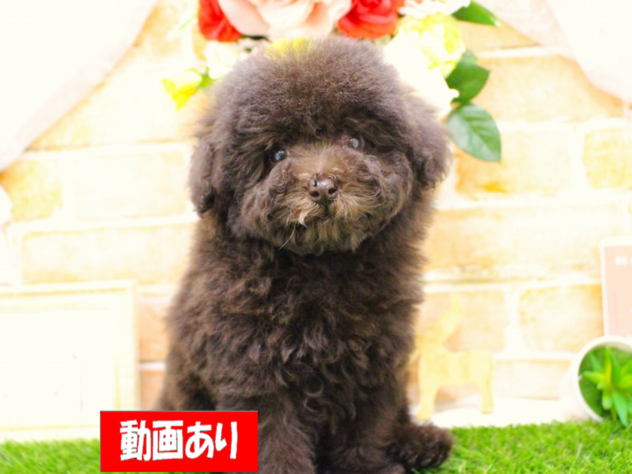 兵庫県のトイプードル(トイ) (ペット・プラザ アミーゴ三田店/2025年11月20日生まれ/女の子/ブラウン)の子犬の1枚目の画像