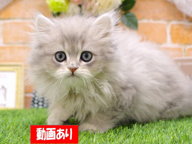 兵庫県のペルシャ (ペット・プラザ アミーゴ三田店/2026年10月28日生まれ/男の子/ブルータビー)の子猫の1枚目の画像