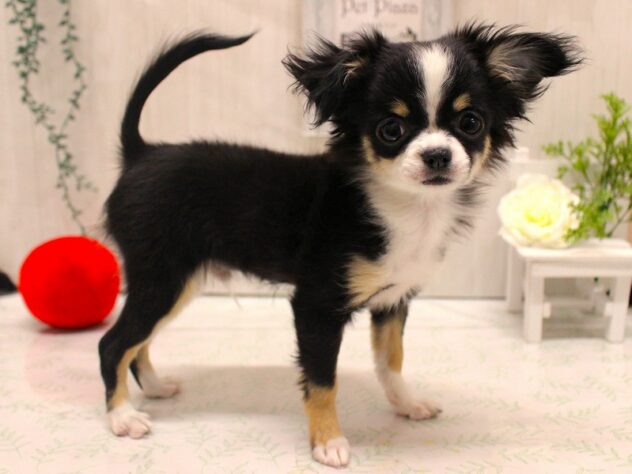 兵庫県のチワワ(ロング) (ペット・プラザ アミーゴ加古川店/2025年9月9日生まれ/男の子/ブラックタンホワイト)の子犬の1枚目の画像