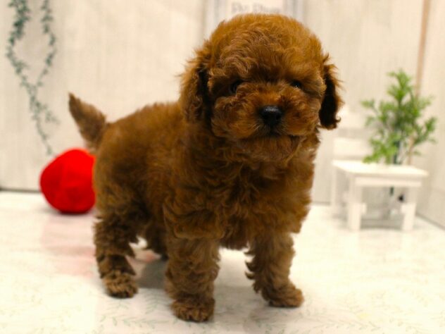 兵庫県のトイプードル(トイ) (ペット・プラザ アミーゴ加古川店/2025年11月3日生まれ/女の子/レッドフォーン)の子犬の3枚目の画像