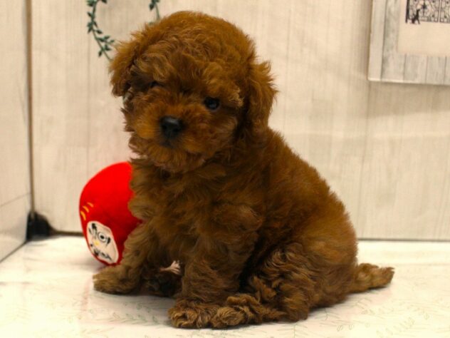 兵庫県のトイプードル(トイ) (ペット・プラザ アミーゴ加古川店/2025年11月3日生まれ/女の子/レッドフォーン)の子犬の2枚目の画像