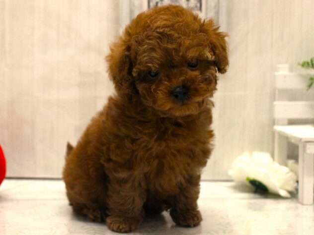 兵庫県のトイプードル(トイ) (ペット・プラザ アミーゴ加古川店/2025年11月3日生まれ/女の子/レッドフォーン)の子犬の1枚目の画像